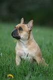BOULEDOGUE FRANCAIS 1012
